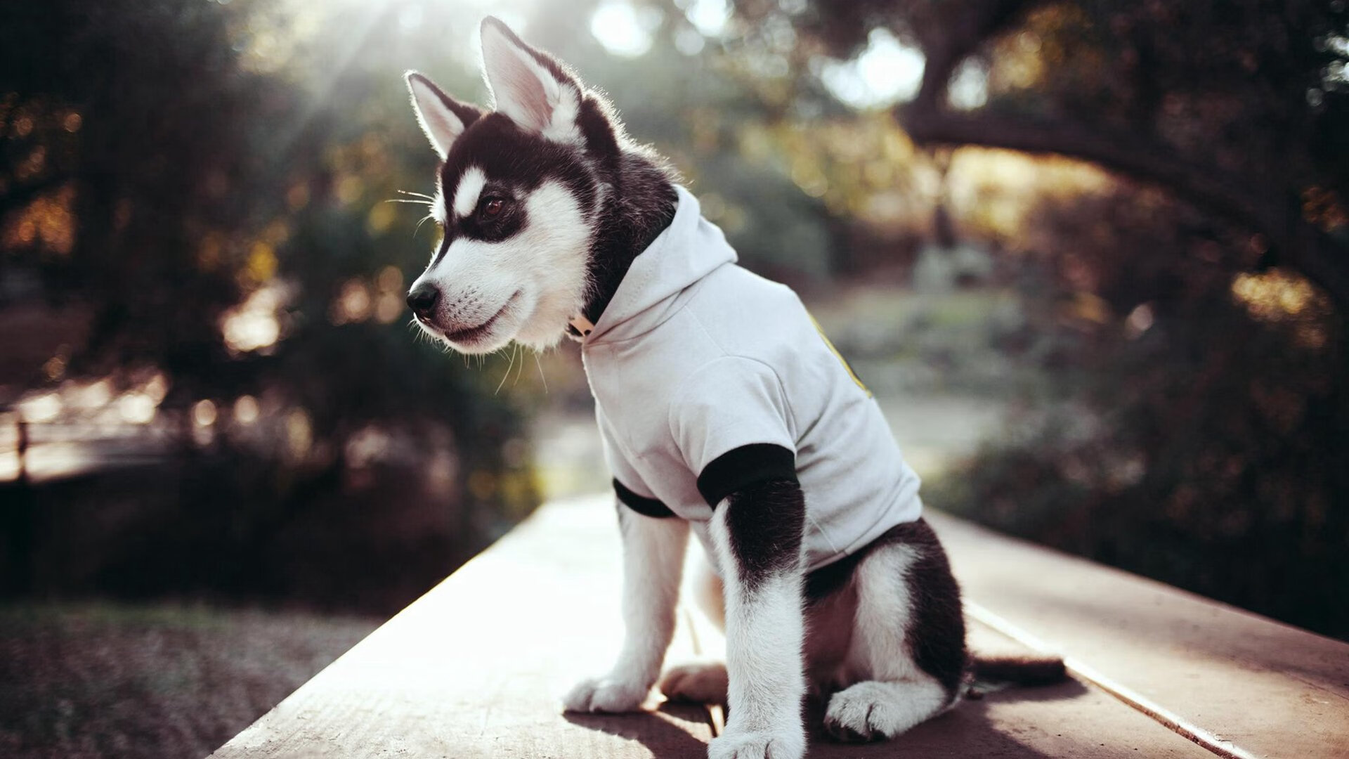 平凡英雄与命运转角—2026世界杯之夜,厄德高为自己加冕