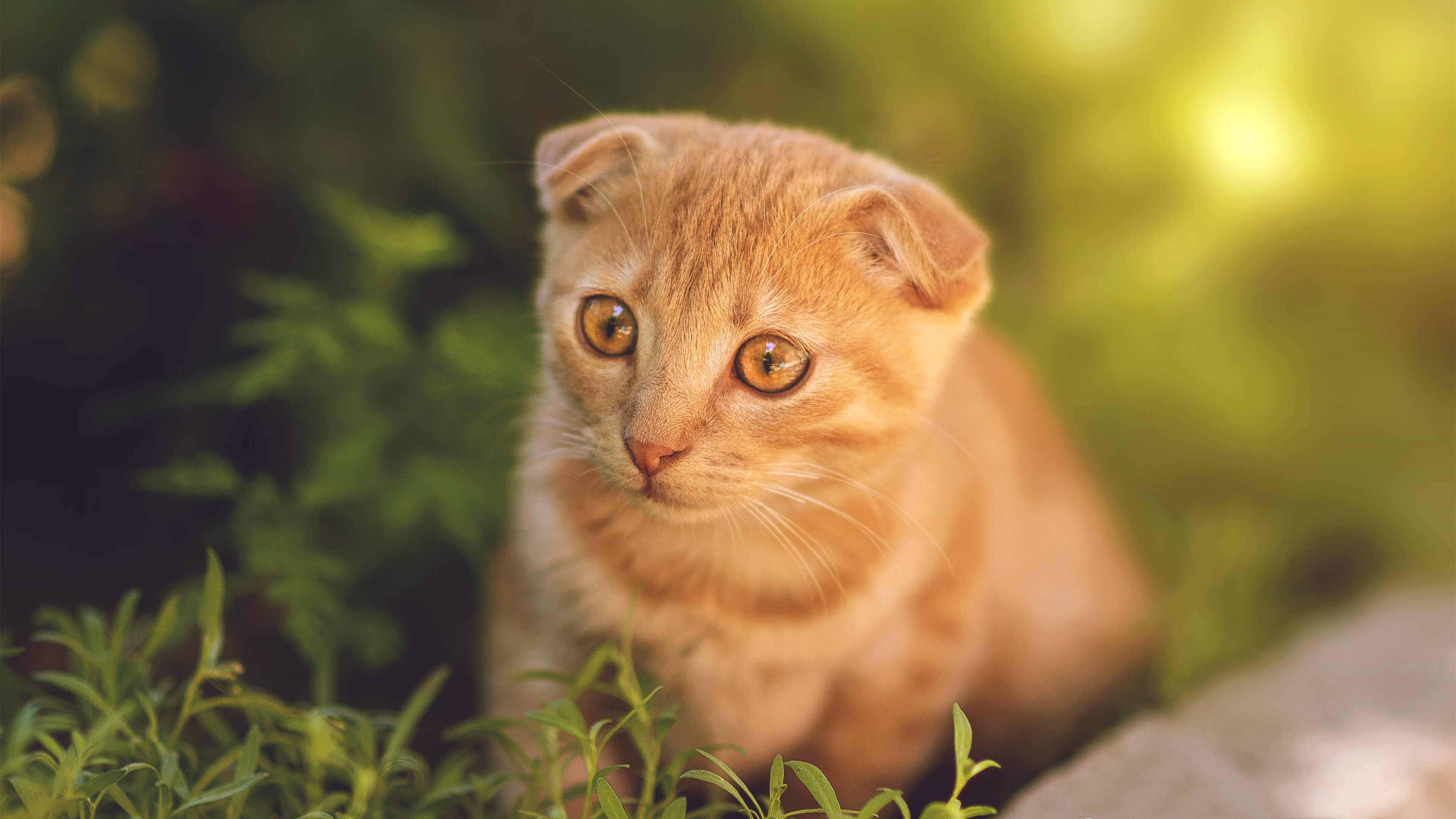 开云体育app-F1年度争冠焦点战，广厦队粉碎太阳