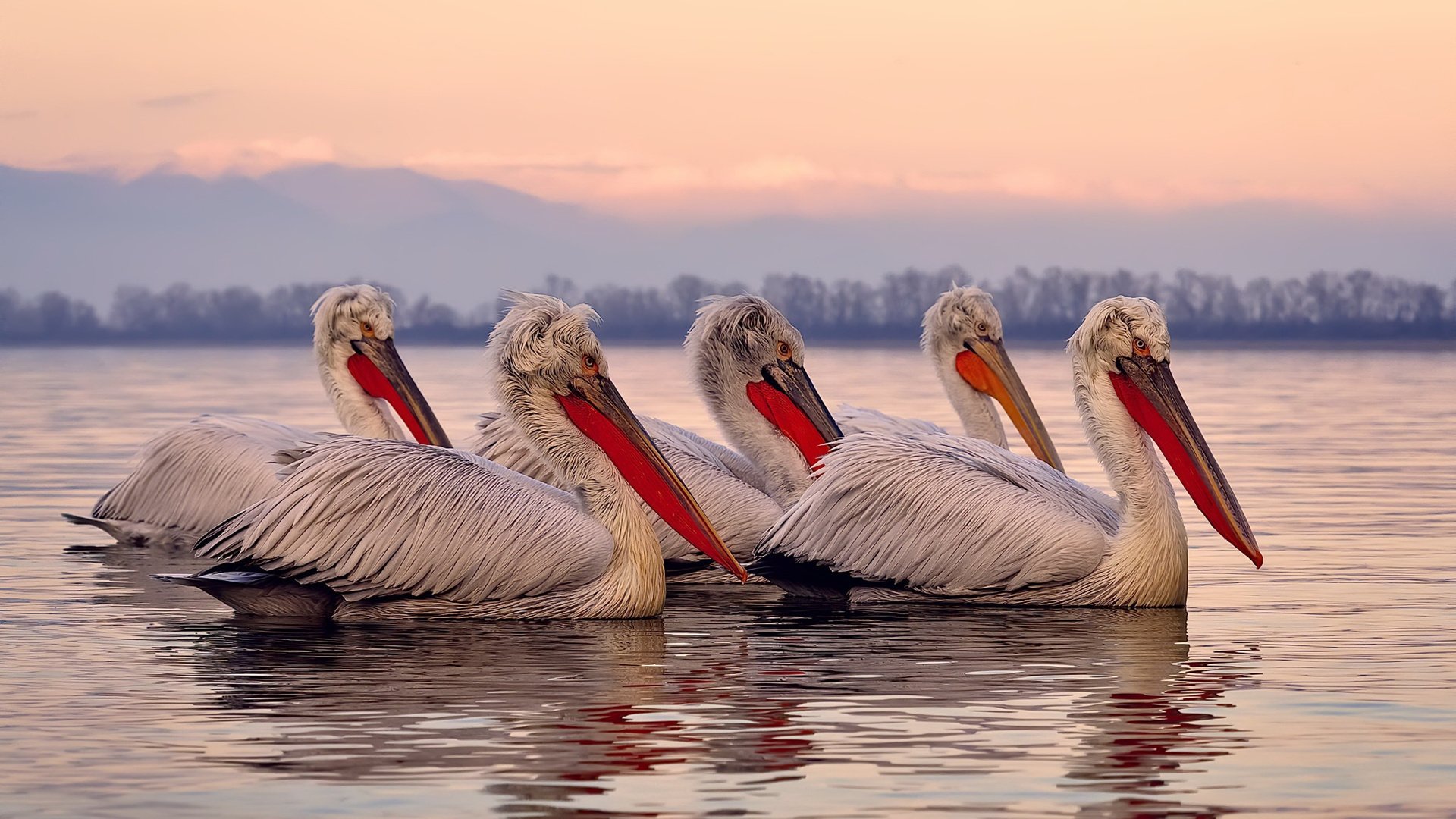 恩比德式稳定，黄蜂提前终结悬念的胜利法则