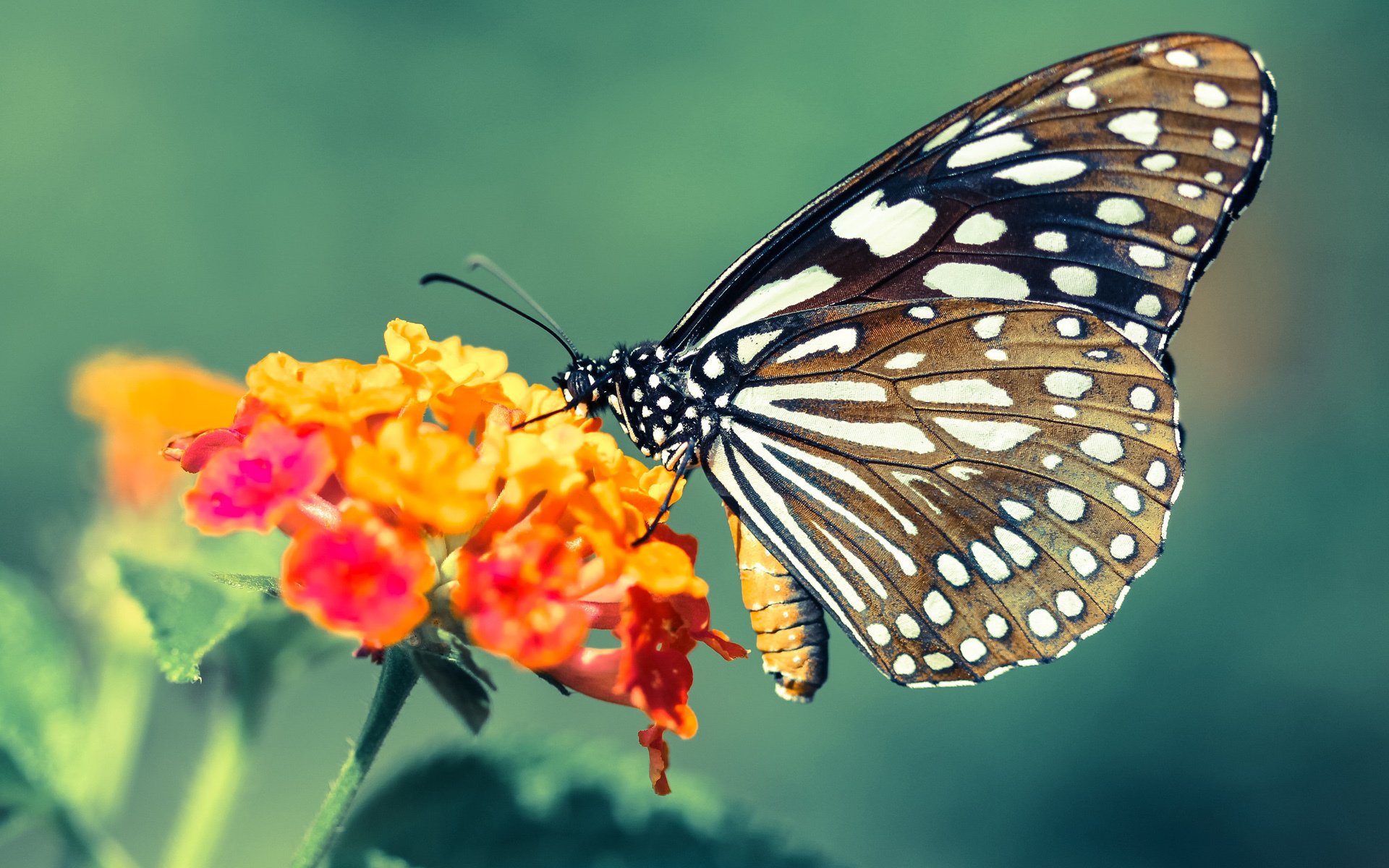 铁卫千场铸丰碑，喀麦隆战丹麦之夜，范戴克书写传奇