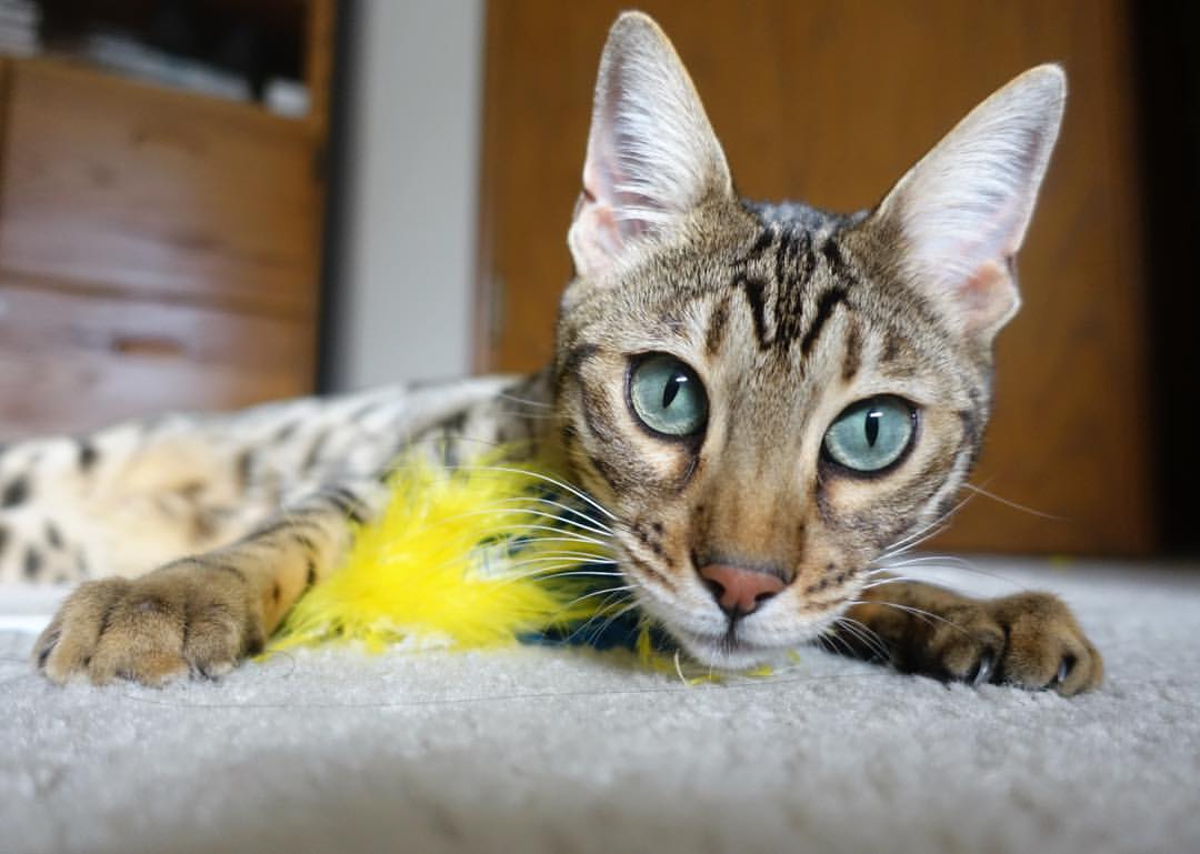 莫兰特化身关键先生！深圳队险胜老鹰终结对手连胜