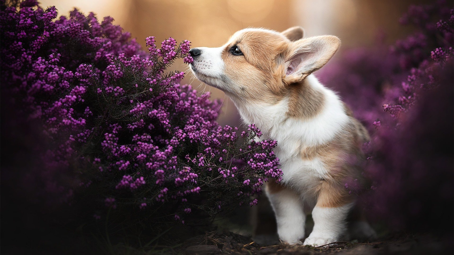 当希腊神话降临NBA,利物浦式绝杀改写季后赛版图