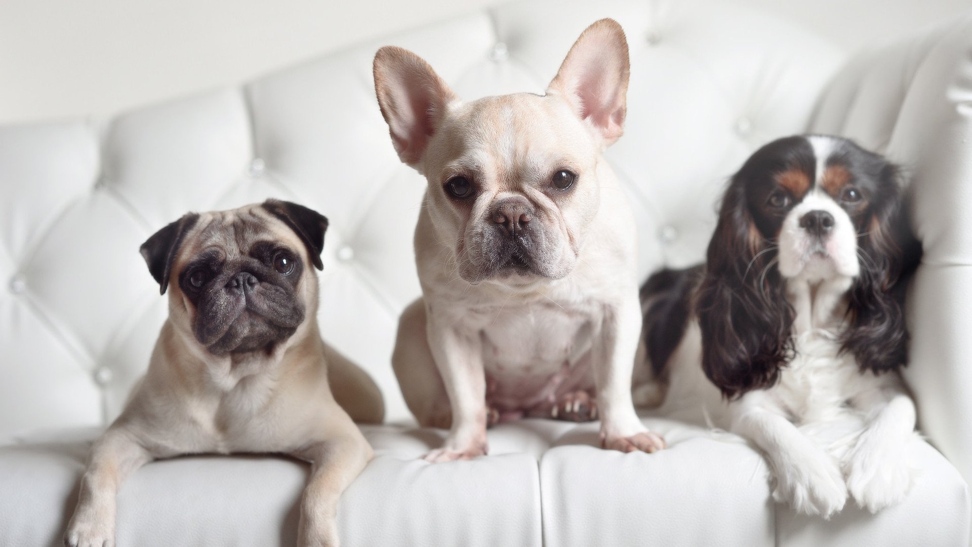 黄蜂毒刺刺破灰熊铁甲!德甲争冠终极战上演惊魂逆转