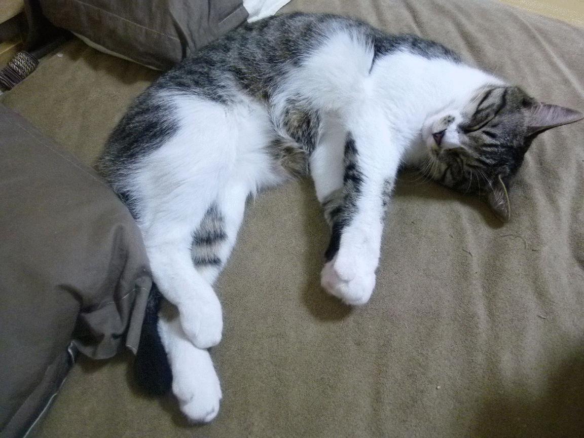 孤星破长夜，英格拉姆如何一人扛起上海队，撕裂浙江铁血防线？