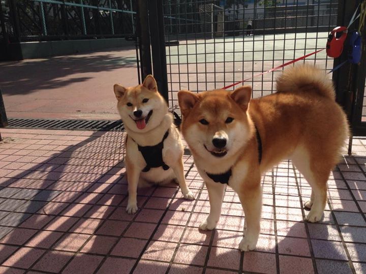 非洲雄狮掀翻蓝黑军团！罗德里，喀麦隆的非典型关键先生