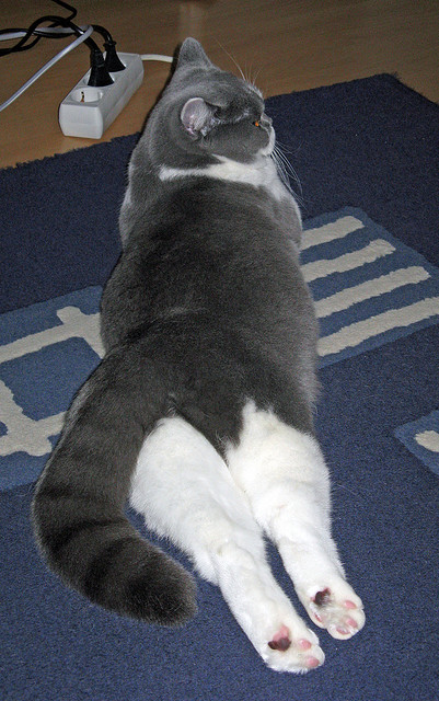 利拉德降维打击主宰全局，鹈鹕团队风暴轻取山西