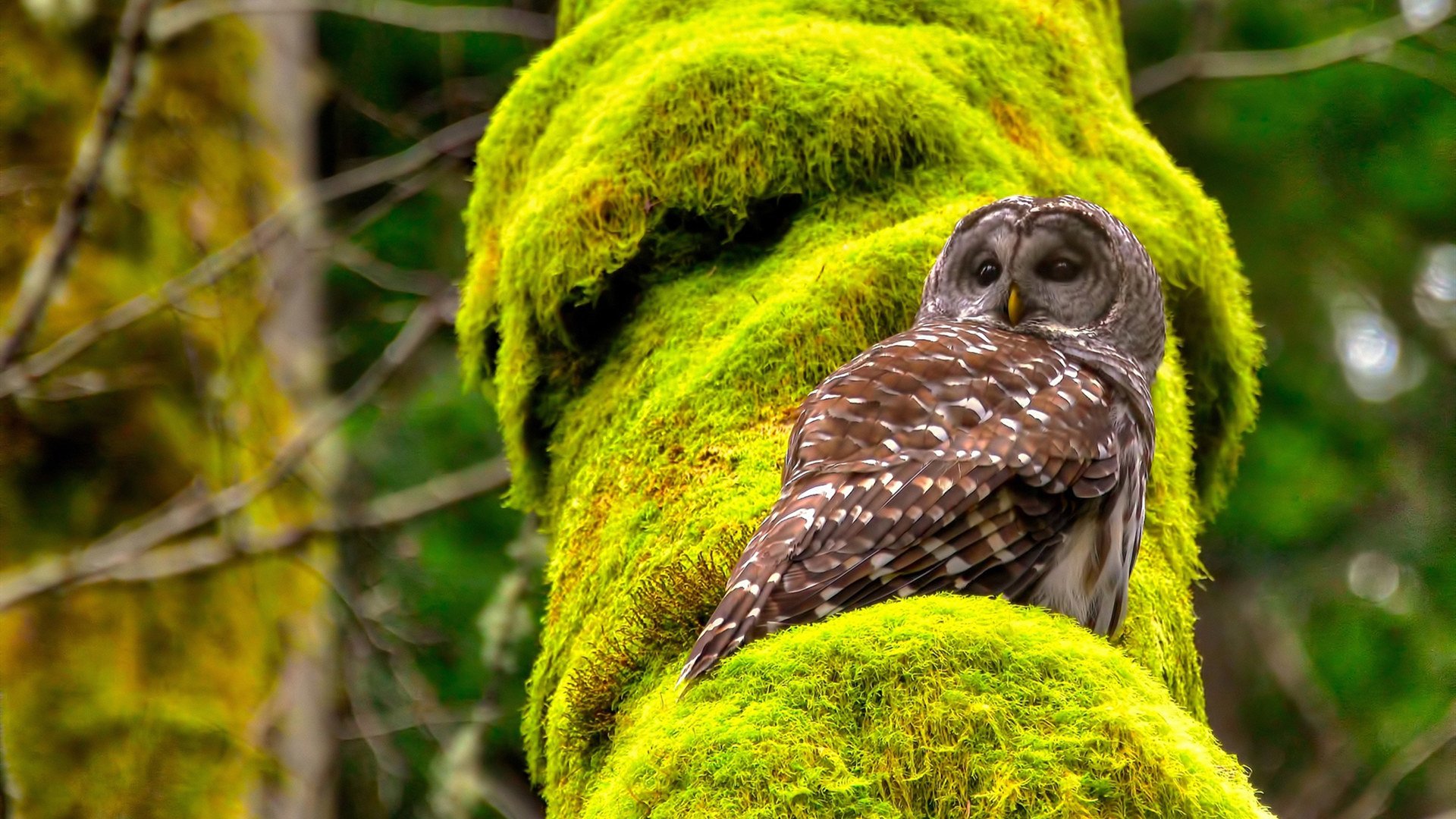 开云体育入口-杜兰特世界排名战接管比赛！奇才血拼开拓者，巨星闪耀定乾坤