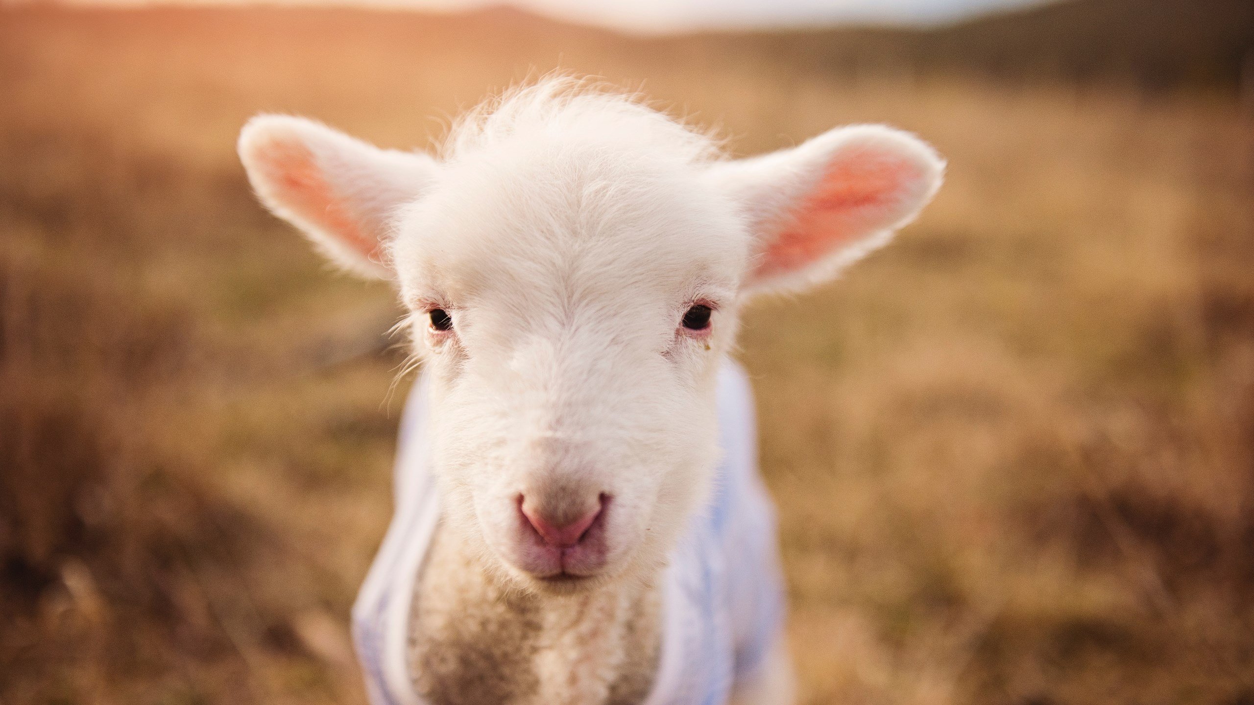 烈焰焚阳,热火抢七鏖战晋级,迈阿密的冠军心跳