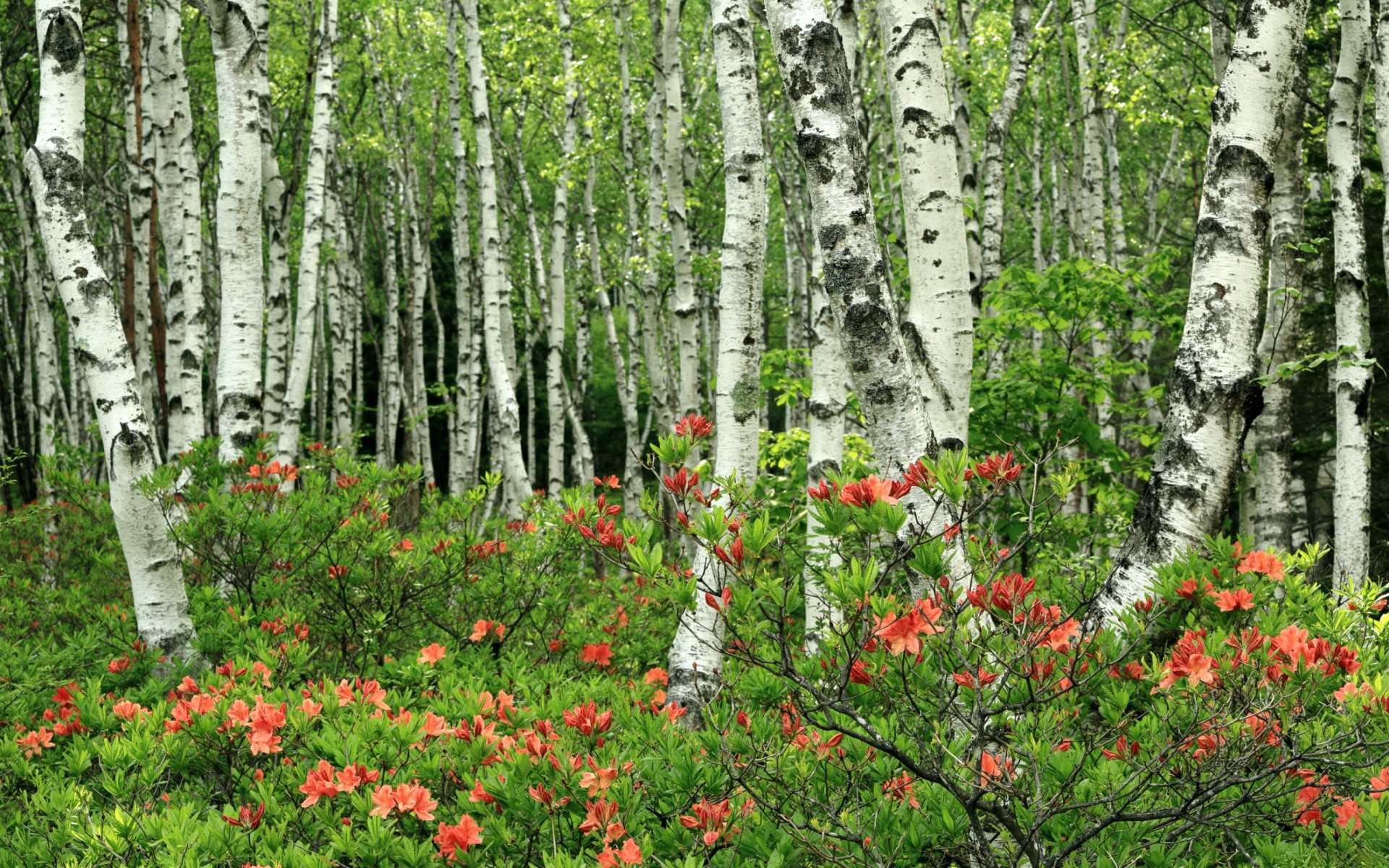 冰火两重天,2026世界杯焦点战,塞尔维亚碾压瑞士,迪亚斯完成致命一击